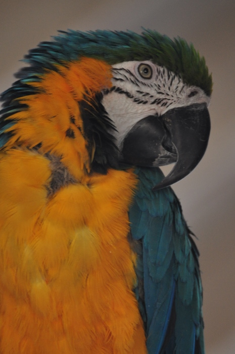 blue and gold macaw